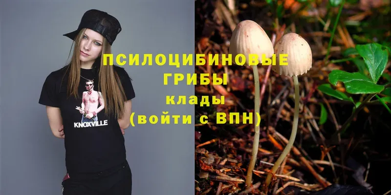 дарк нет телеграм  кракен как зайти  Боровичи  Галлюциногенные грибы MAGIC MUSHROOMS 